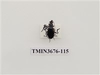 藏品(步行蟲(2))的圖片